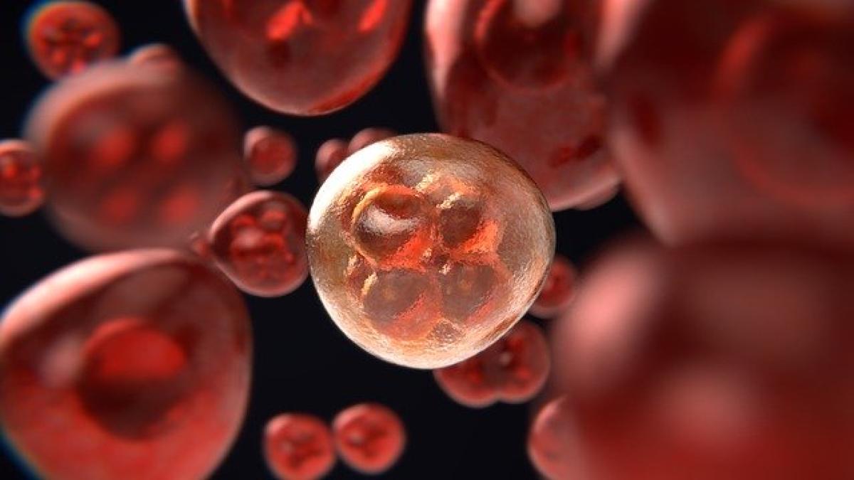 mitosis_3876669_640_29314100