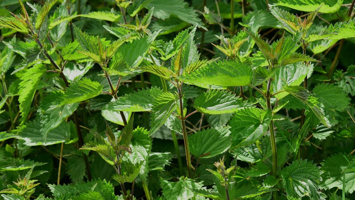 stinging_nettle_785292_1280_64834400