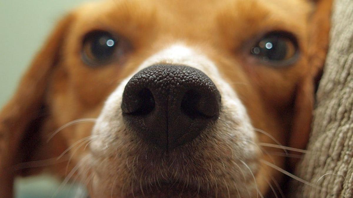 beagle_caine_nas_10554500