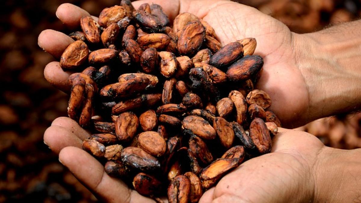 boabe_cacao_65110200