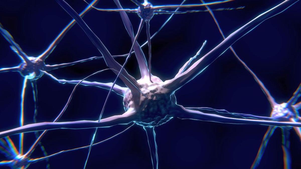 neuroni_77328000