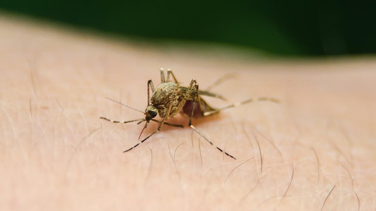 vaccin_malarie_90107800