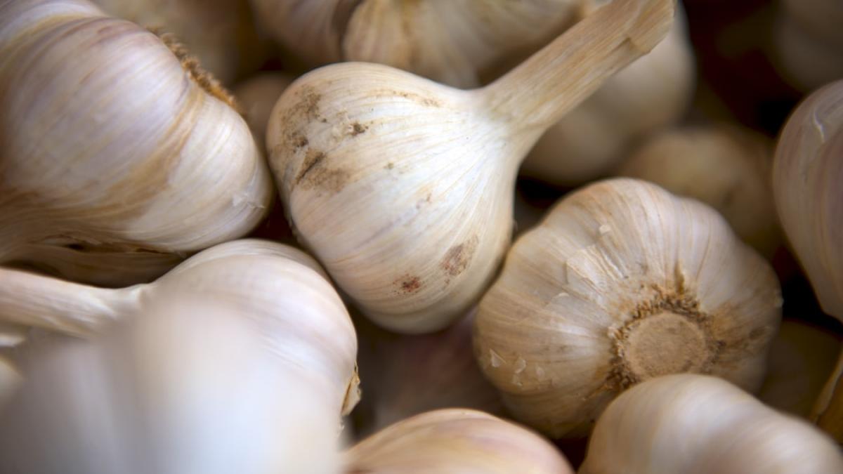 e6ai8eosqp2unxhed1ga_garlicharvest_69073300