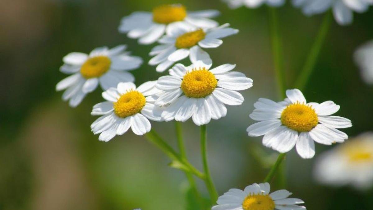 spilcuta_floare_feverfew_16619600