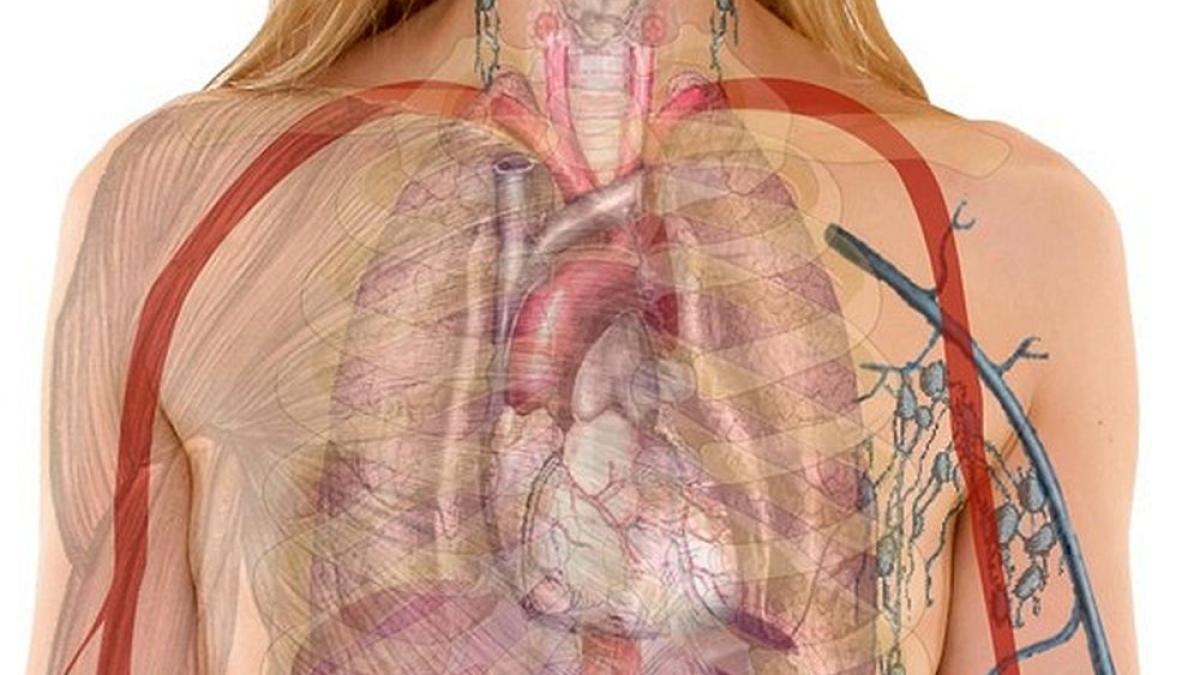 inima_plamani_anatomie_93686700