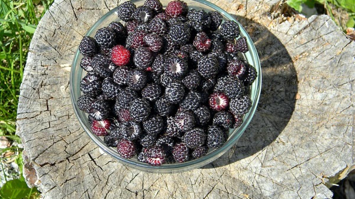 raspberry_841655_640_70573000