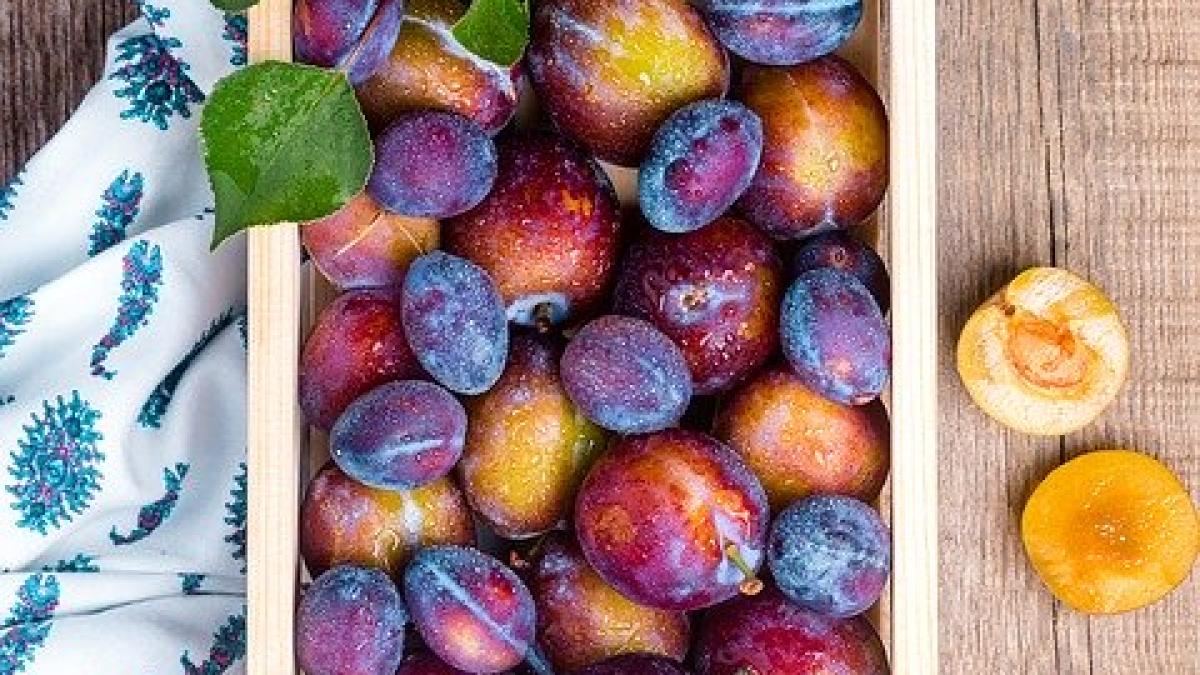 plum_1892901_640_41553700