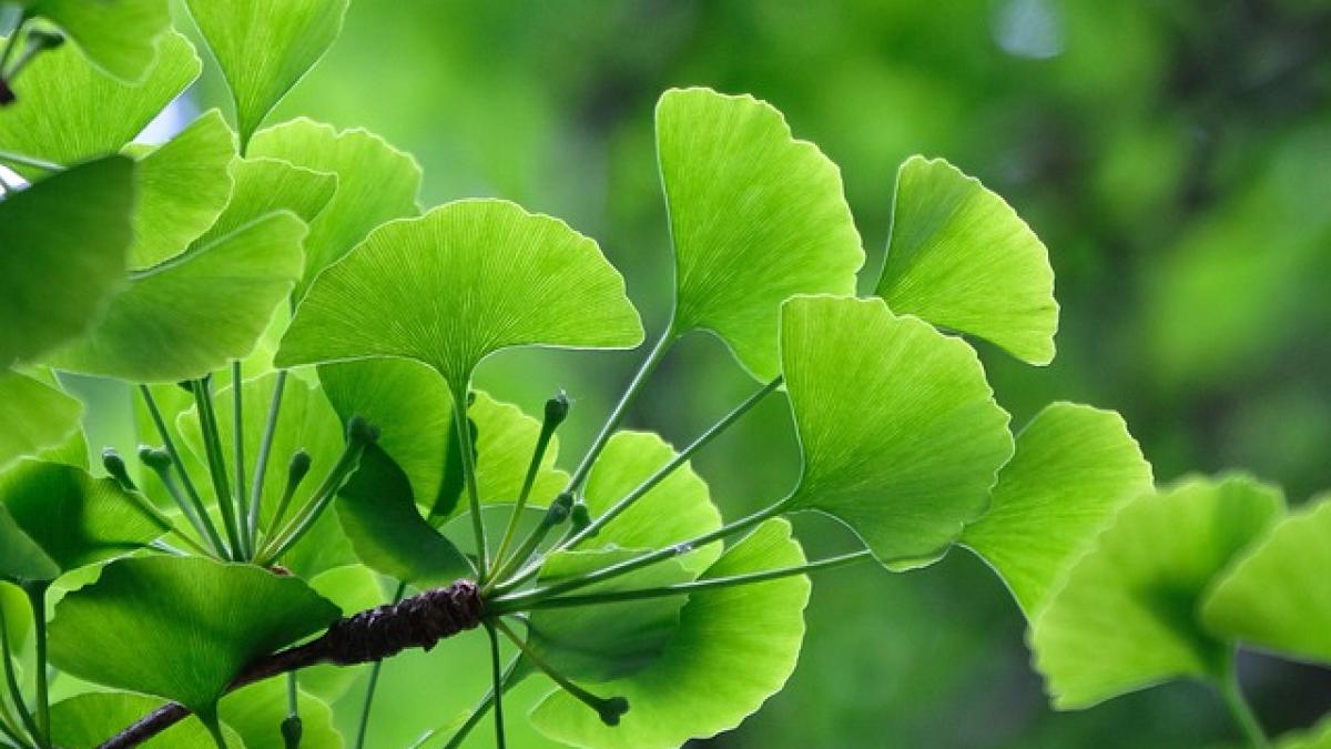 leaves_5258930_640_78218600