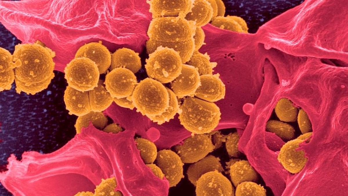 bacteria_bacterii_73337300
