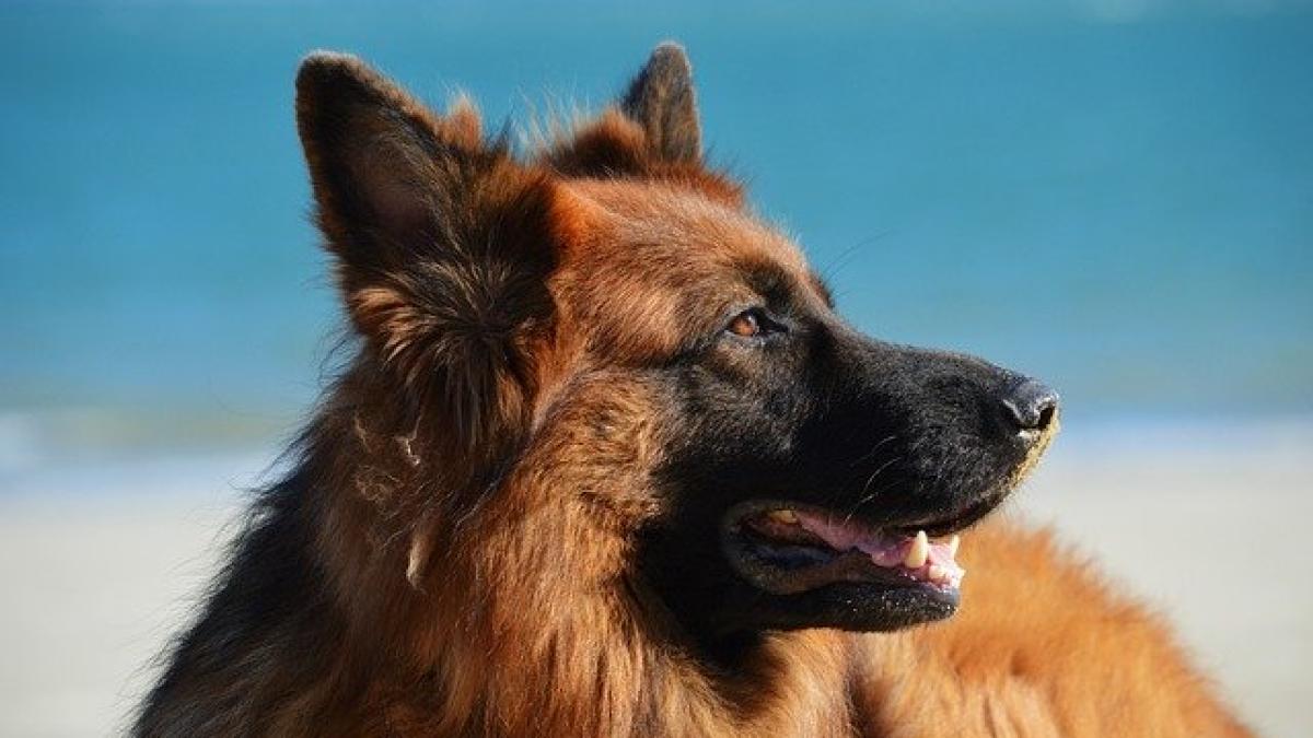 dog_1209914_640_94147300