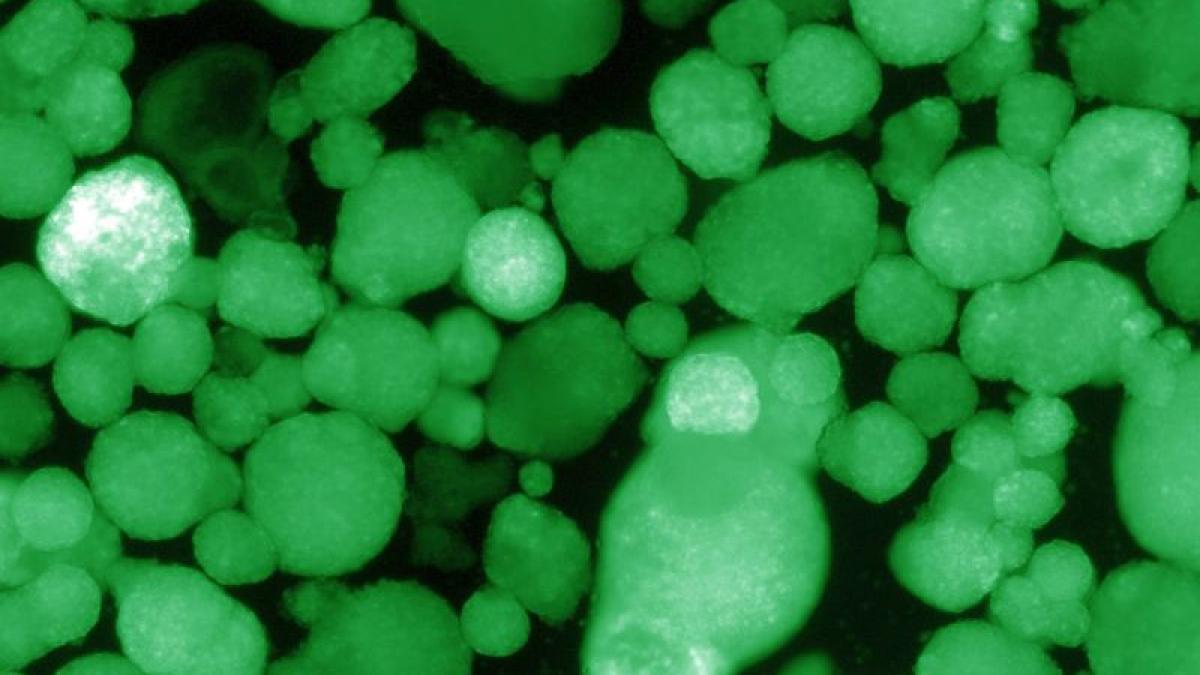 hilo_gfp06142020_foto_salk_institute_96606400