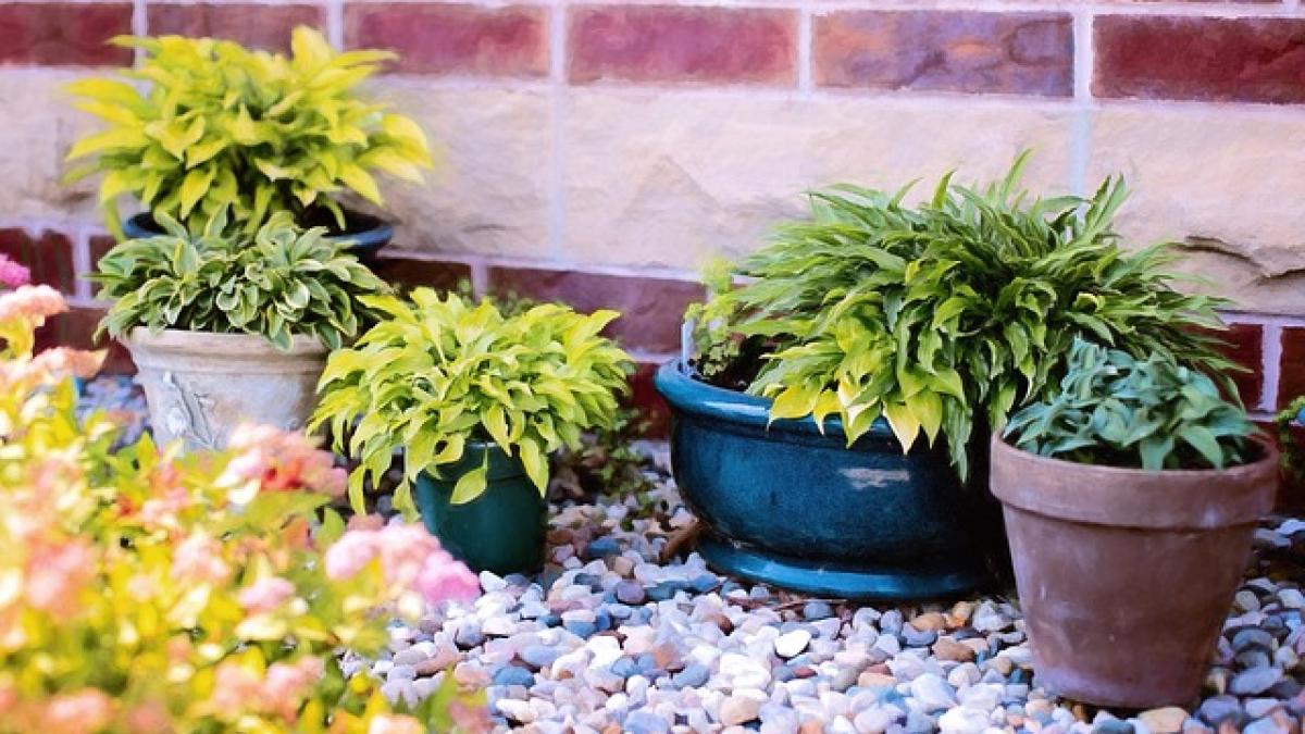 plante_sanatate_mintala_femei_gradinarit_96562300