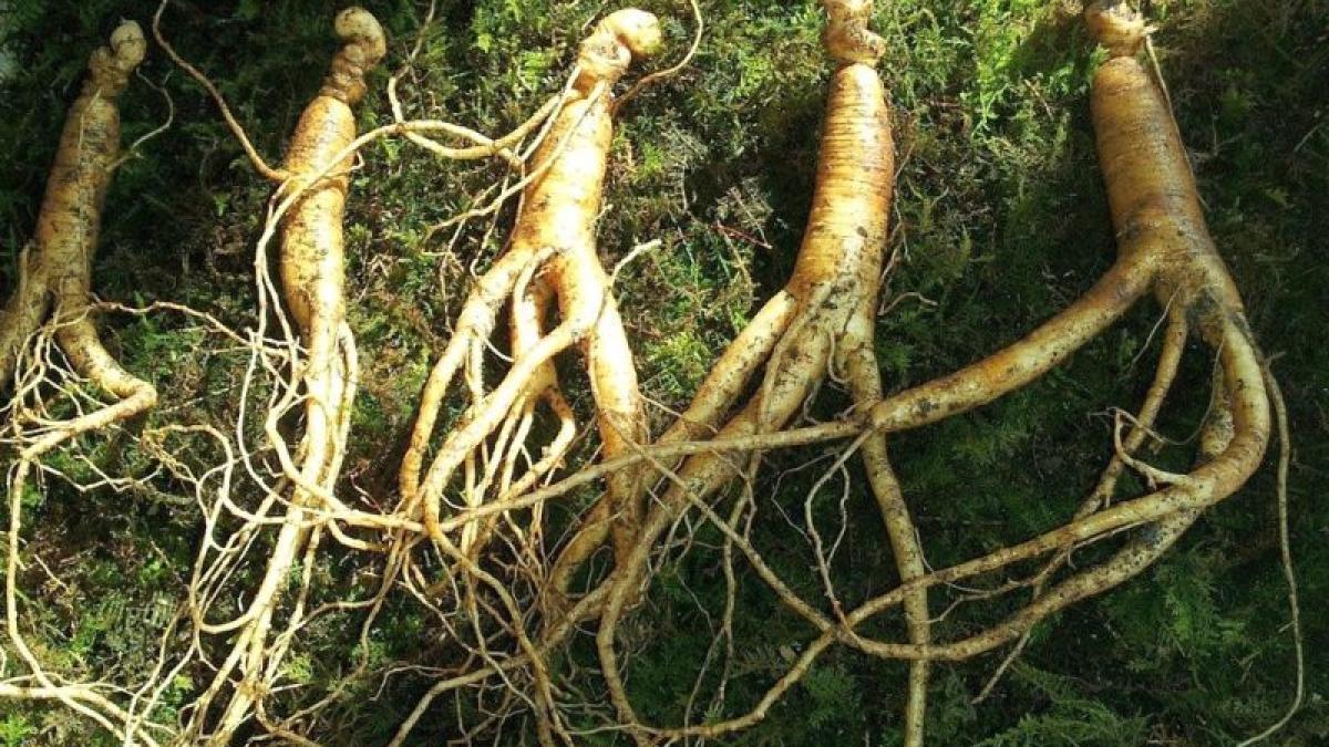 ginseng_foto_pixabay_75005800