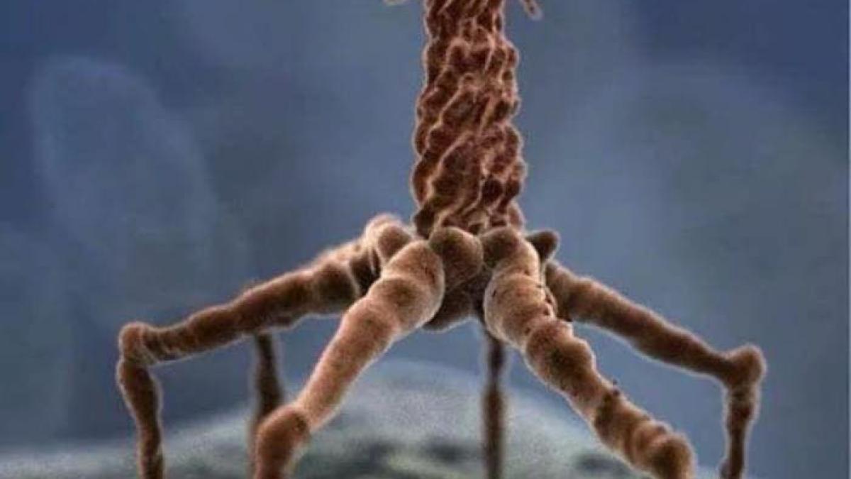 virus_89635500