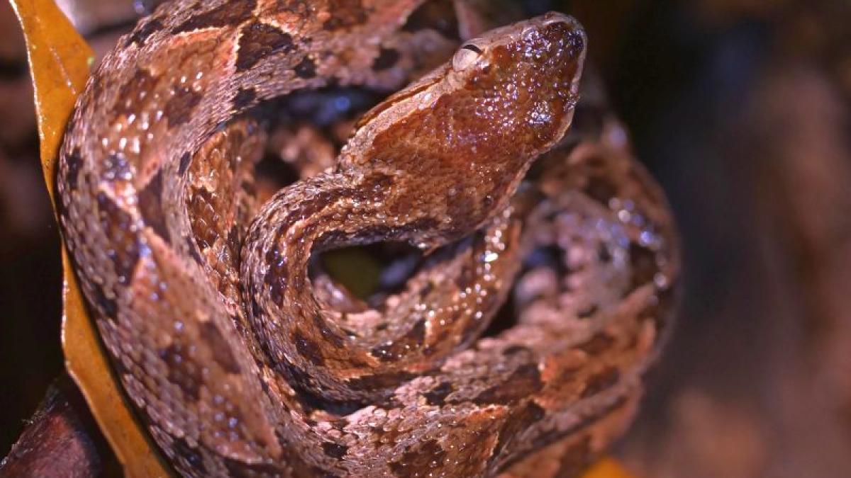 bothrops-jararaca-foto-hugo-brightling-unsplash_91931800