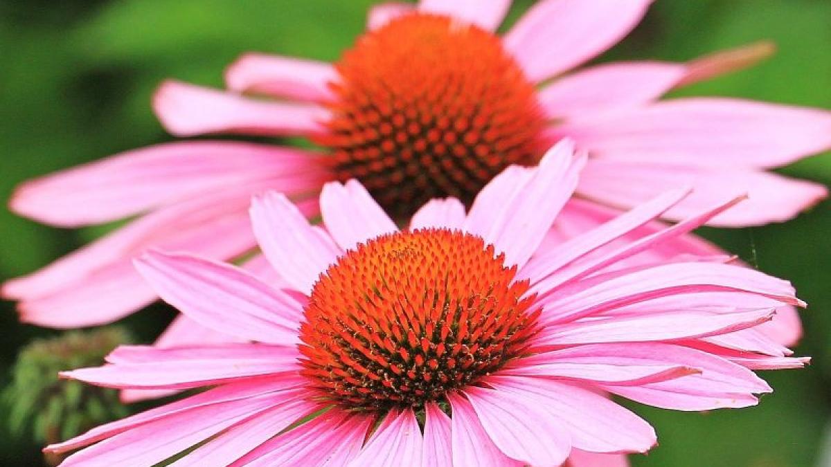 echinacea-foto-pixabay_27663800