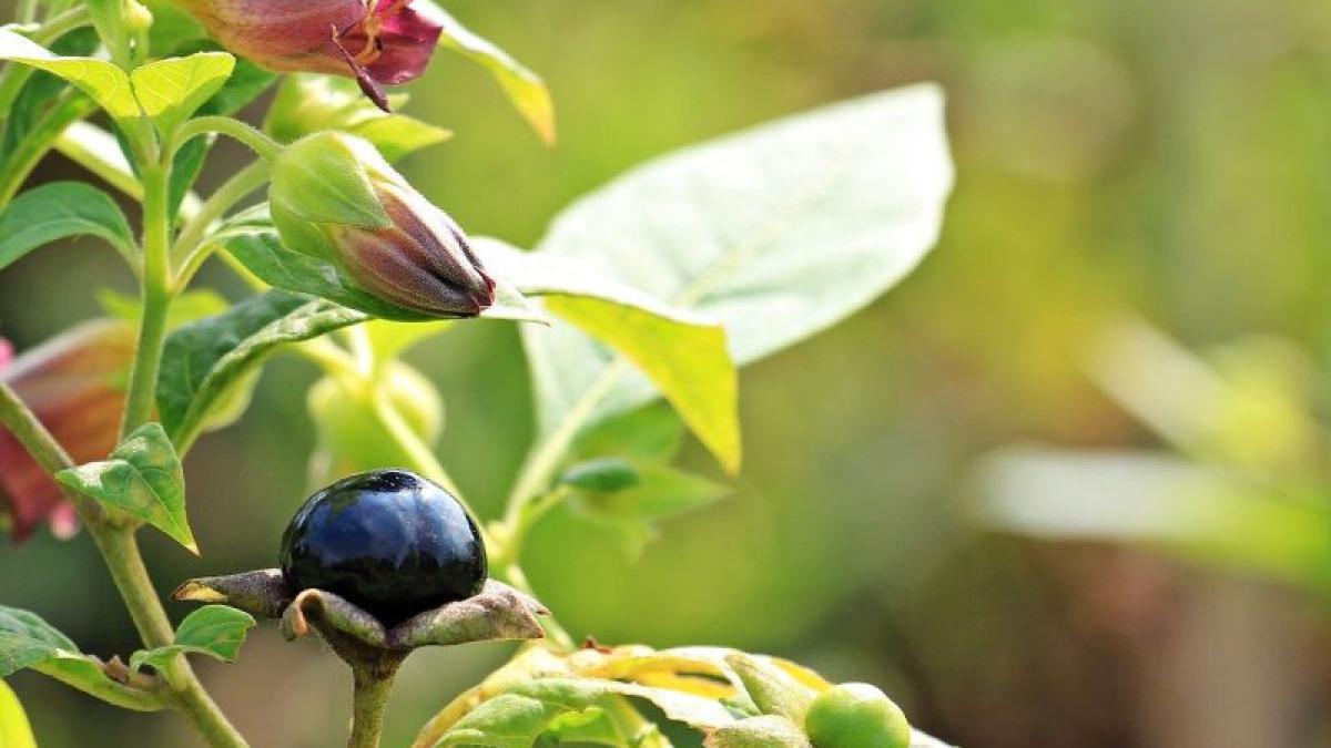 belladonna-matraguna-foto-pixabay_29974800