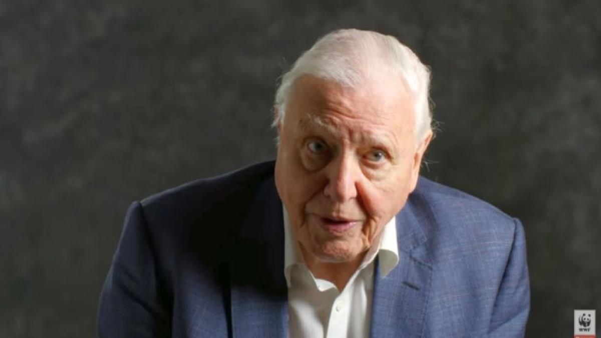 sir-david-attenborough-foto-print-screen-wwf-international_63967700