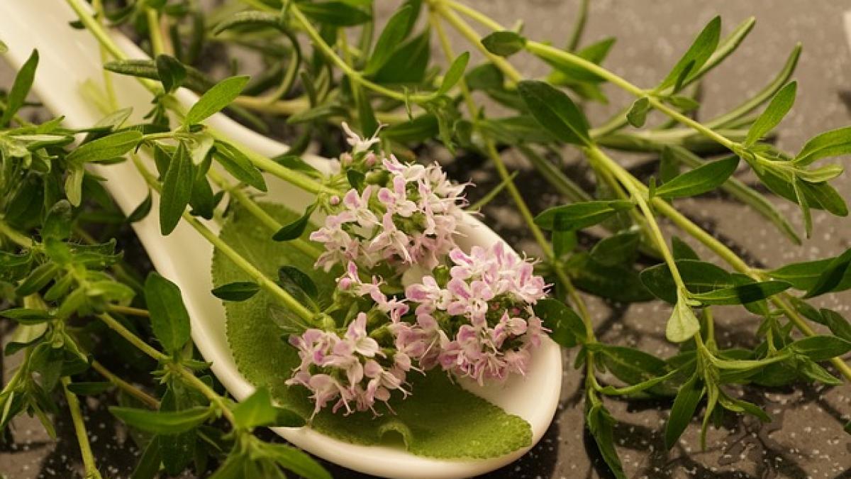 thyme-4247058_640_93380000