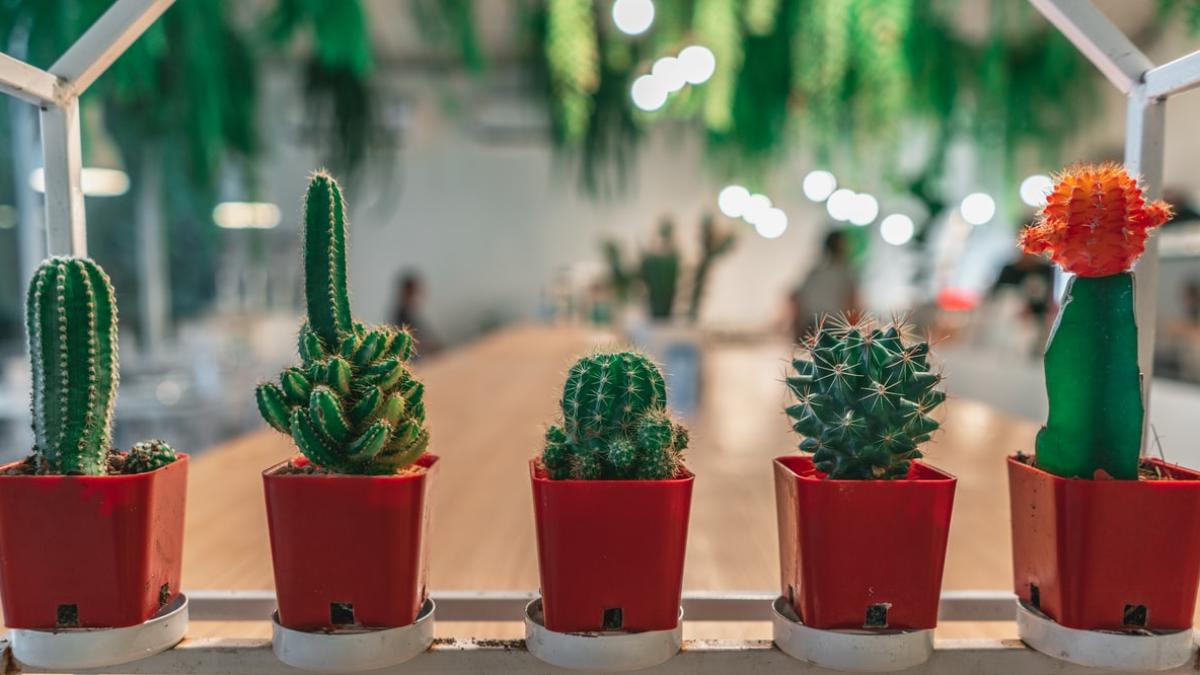 cactus_68586700
