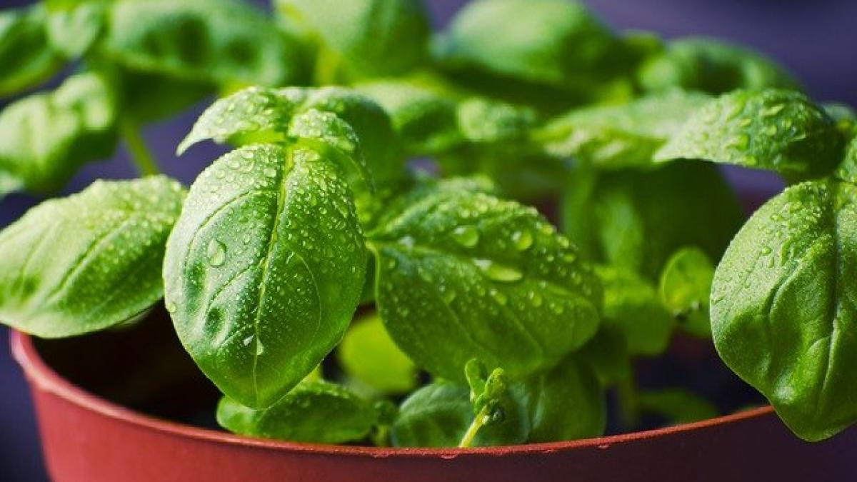 basil-932079_640_17571600