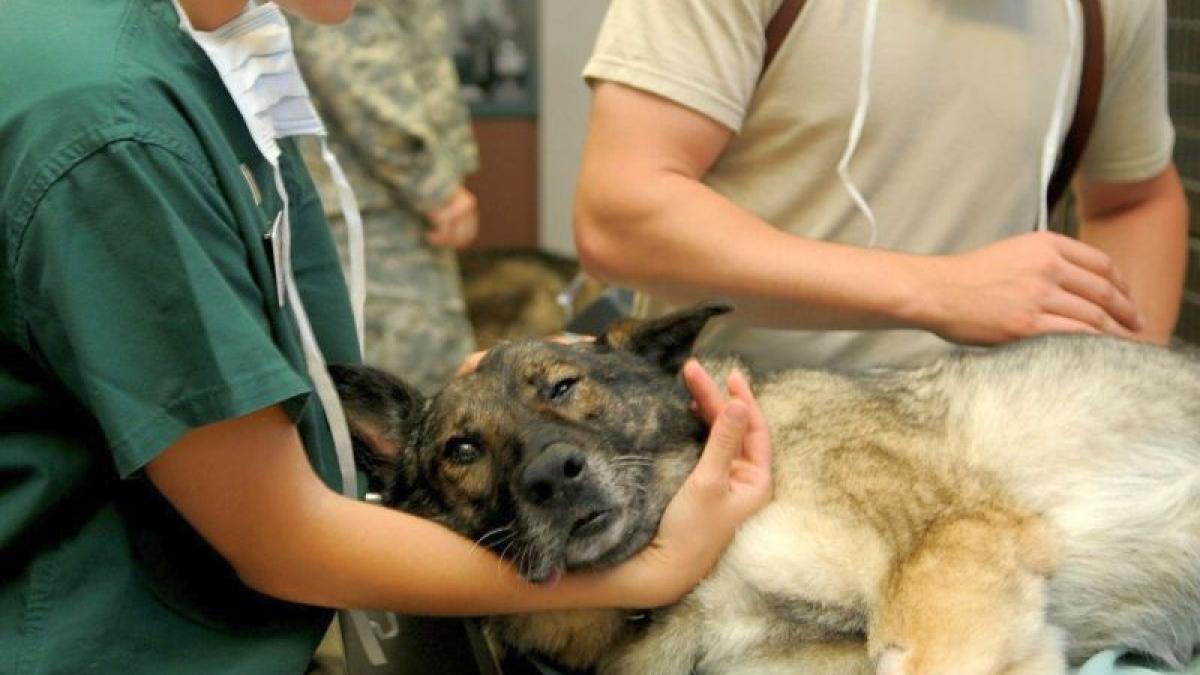 medic-veterinar-foto-pixabay_89543500