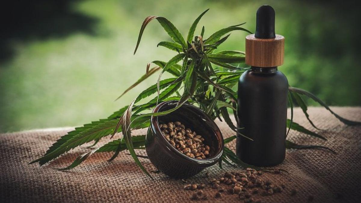 cbd_canabis_cannabis_20947900