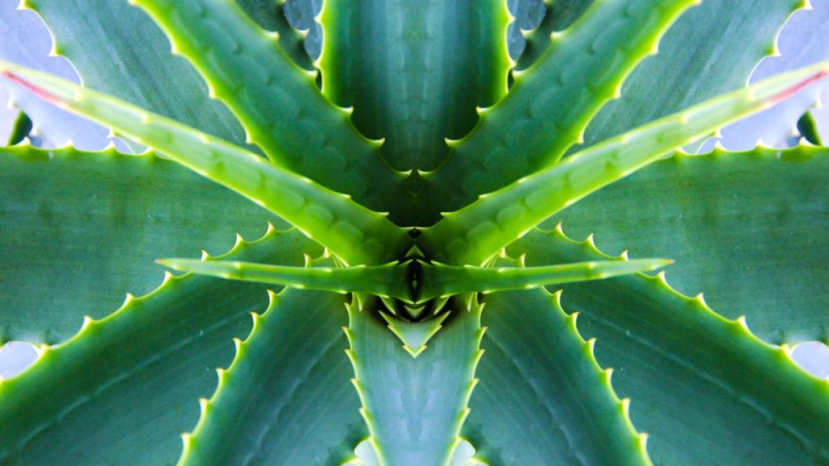 aloe_vera_47423500