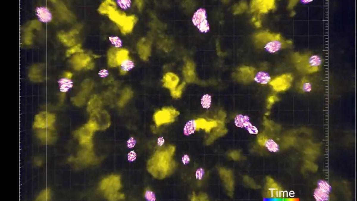 celule_t_in_actiune_foto__university_of_texas_at_austin_10631300
