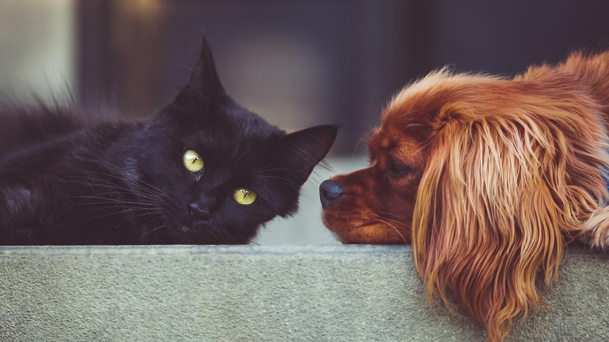 animale-companie-tulpina-covid_55313900