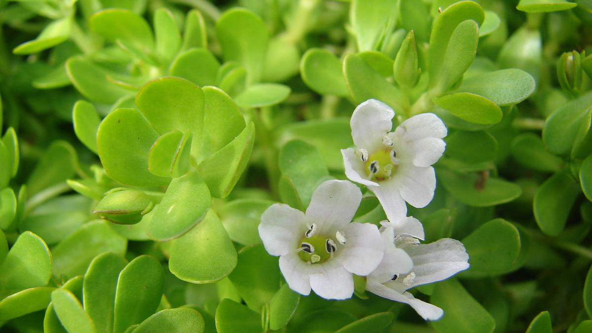 1280px-starr_070815-8055_bacopa_monnieri_57818800