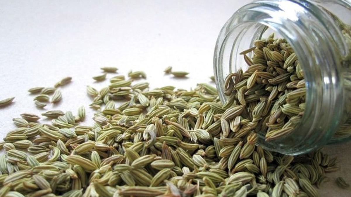 seminte-fenicul-fennel-foto-pixabay_39221600