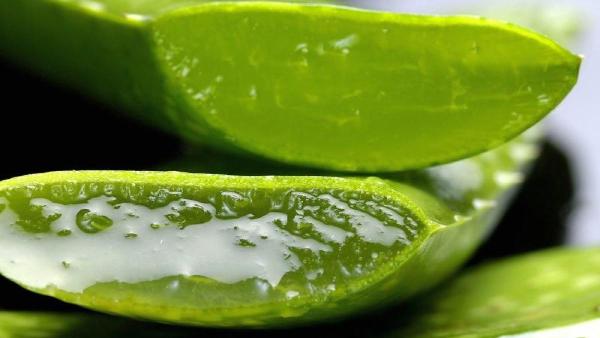 aloe-vera-seva-foto-pixabay_84221000
