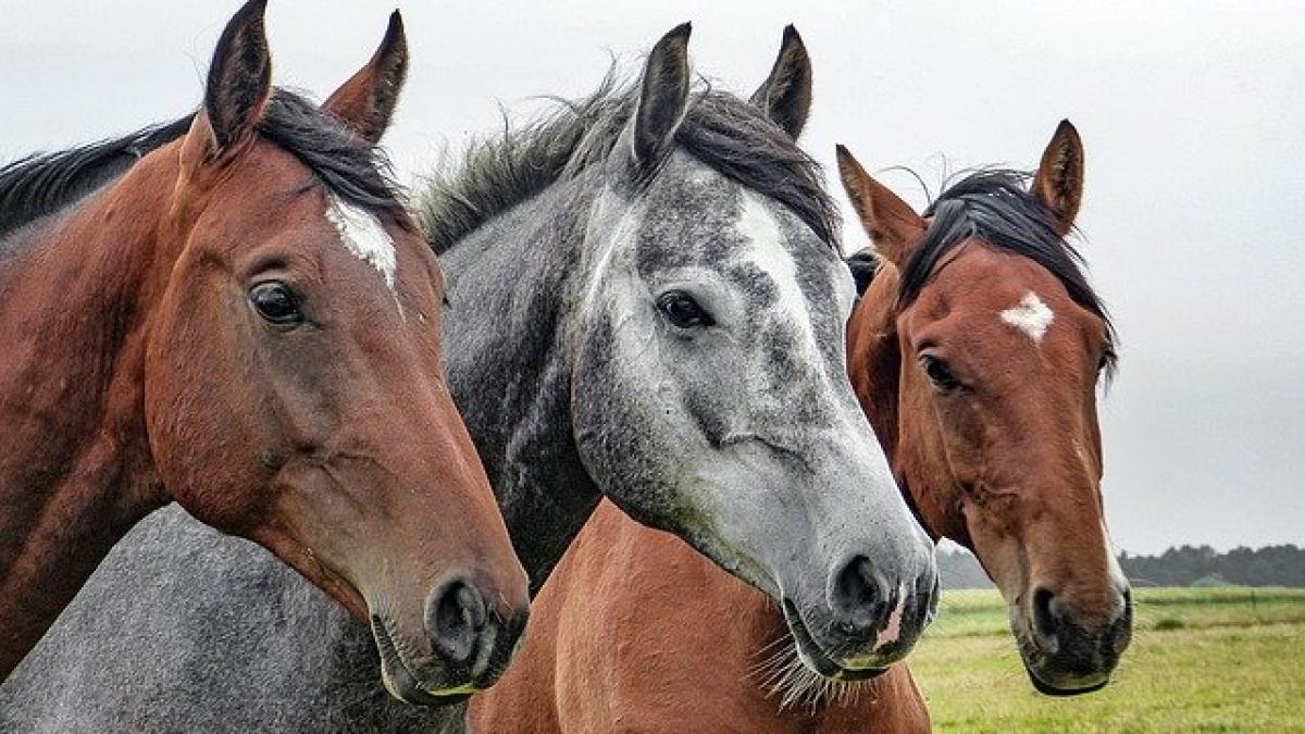 horses-1414889_640_88882500