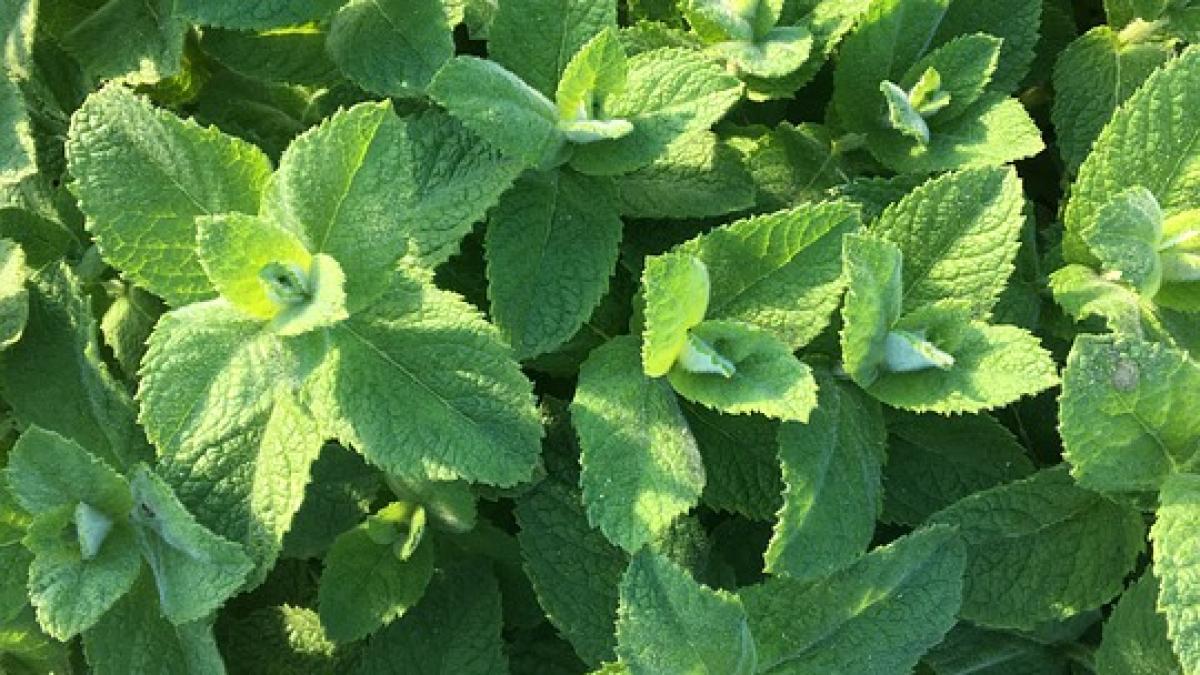 oregano_32343900