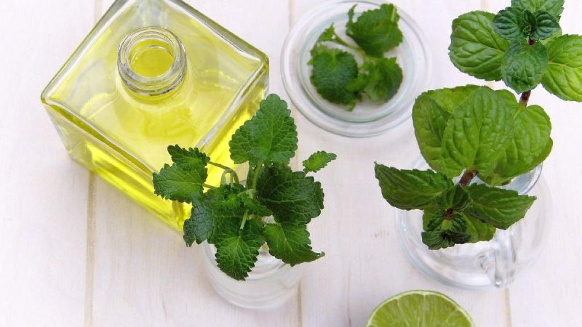 ulei-menta-foto-pixabay_04987600