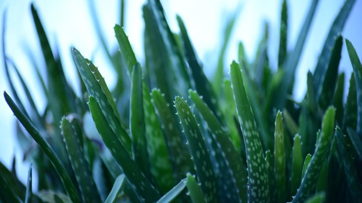 aloe-vera-277948_640_86983600
