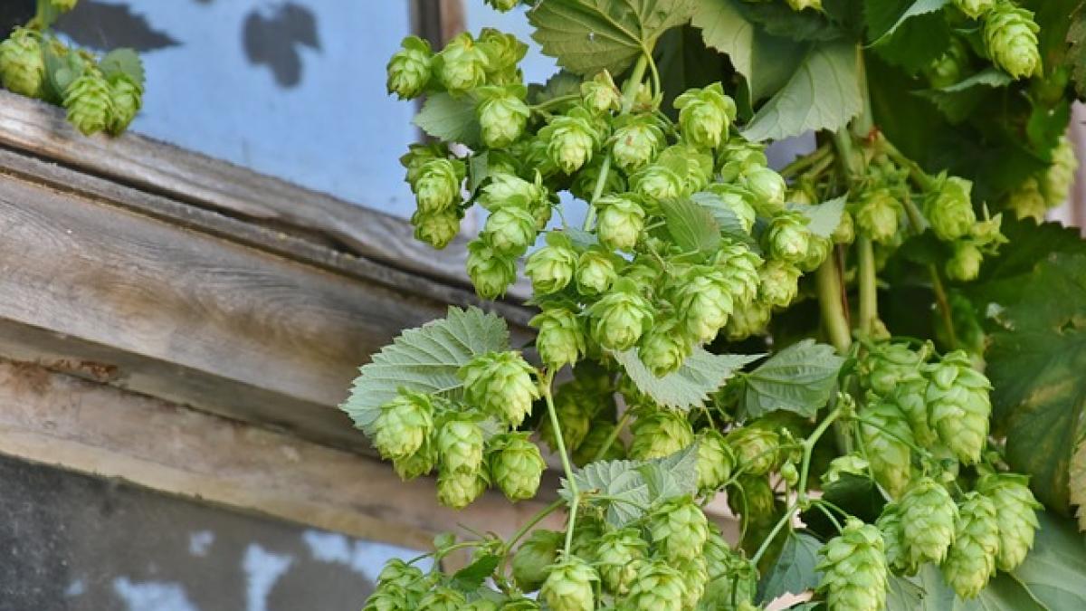 hop-harvest-1596086_640_58875400