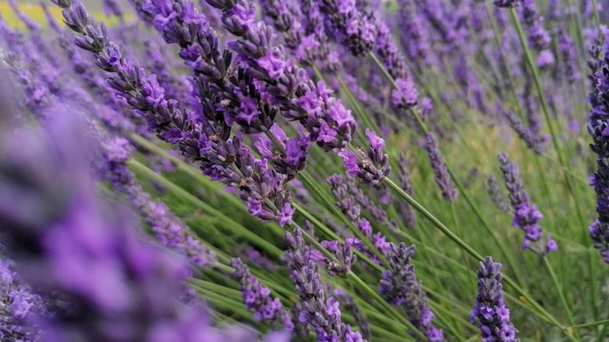lavander-5367669_640_22951300