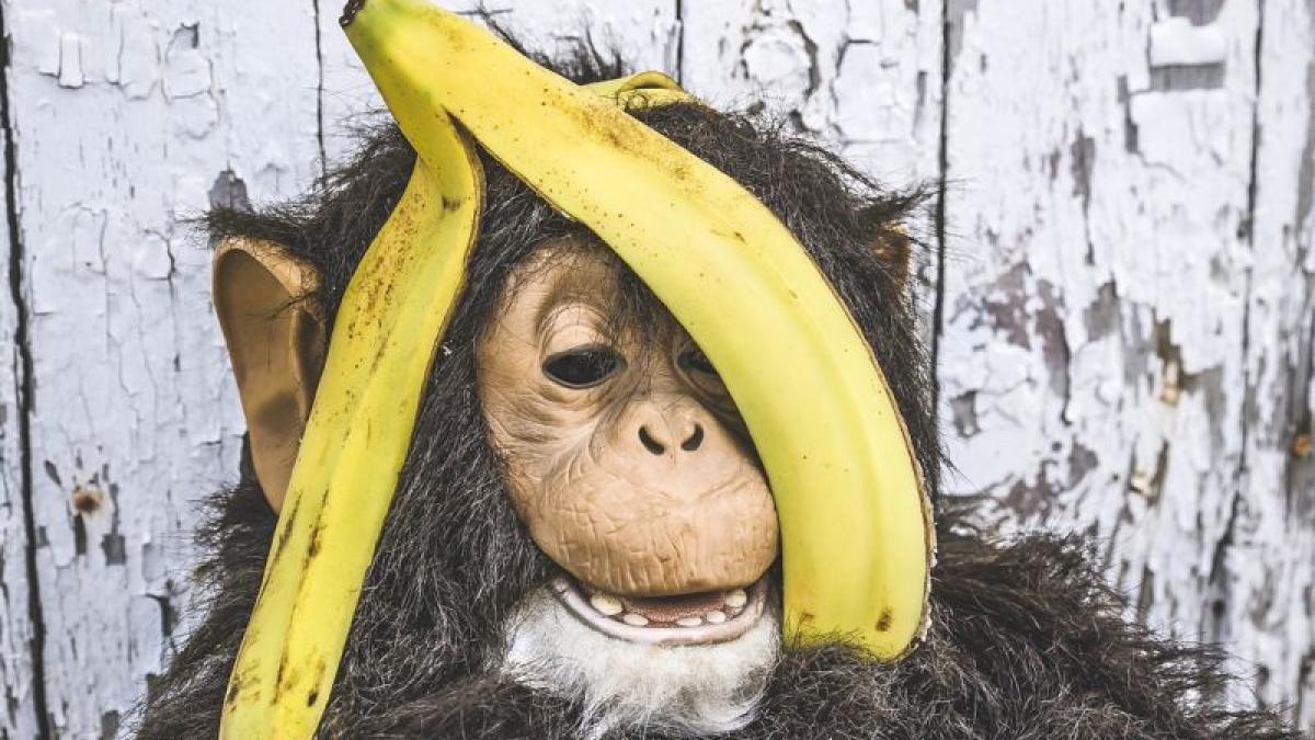 cojile-banana-banane-maimuta-foto-pixabay_29573900
