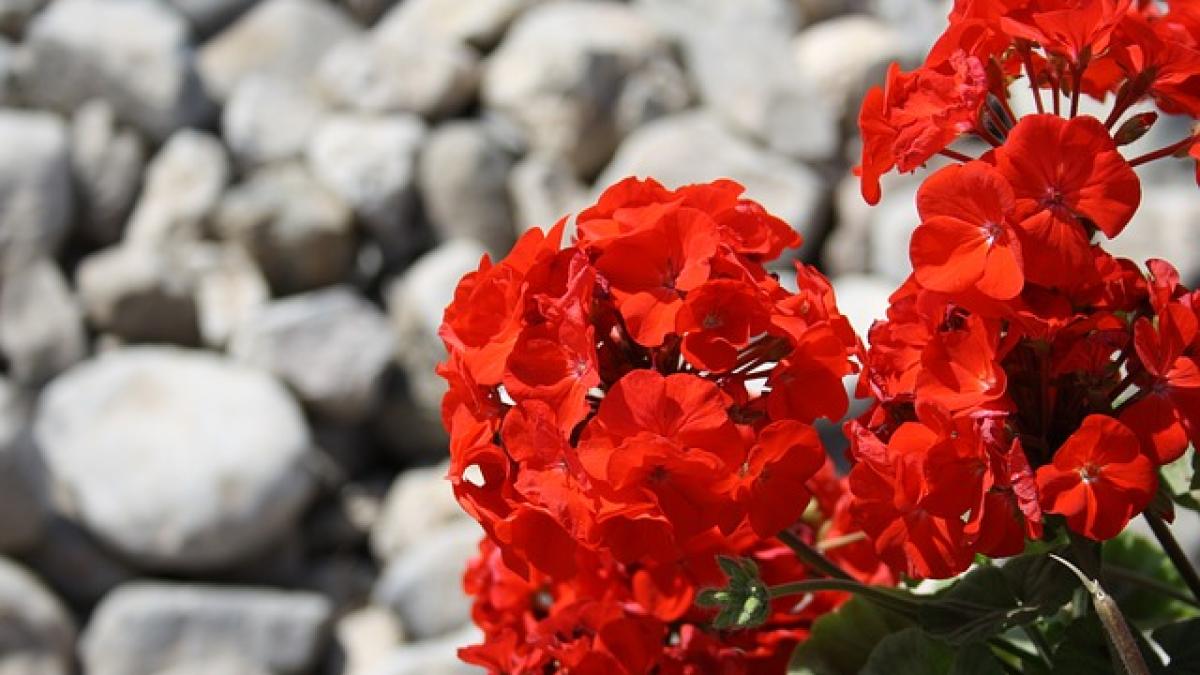red_205385_640_05481800