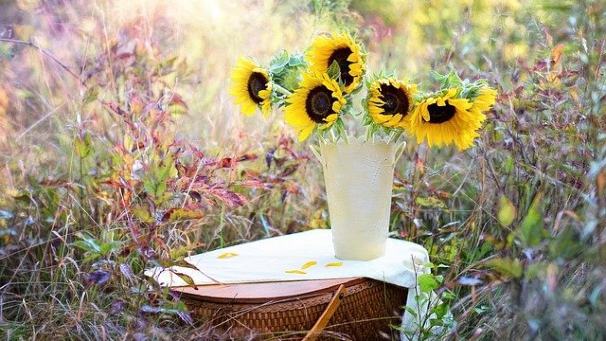 sunflowers-1719119_640_92012200