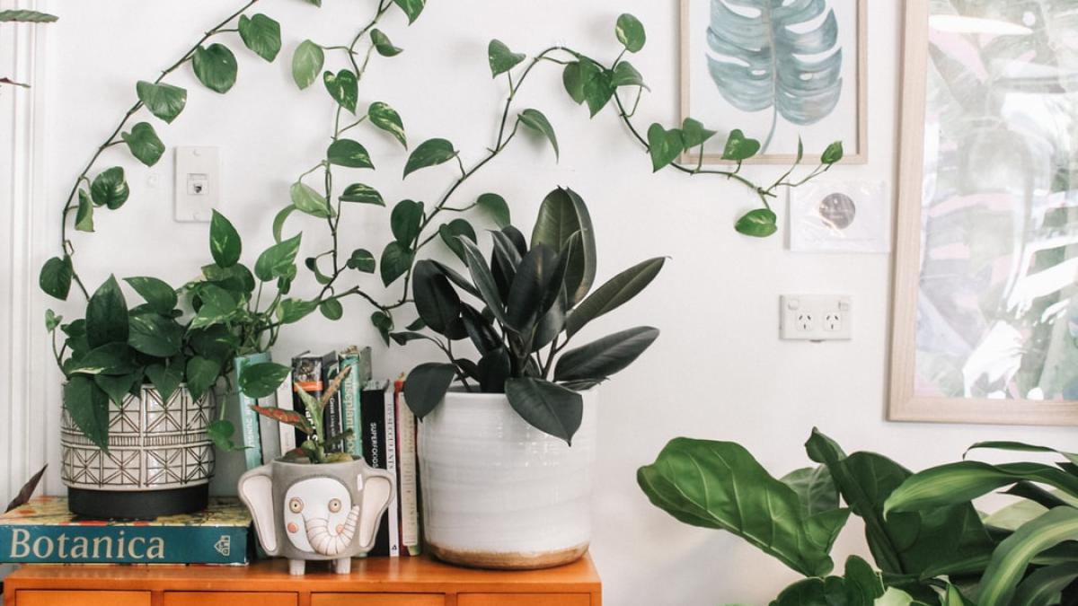 plante_60372700