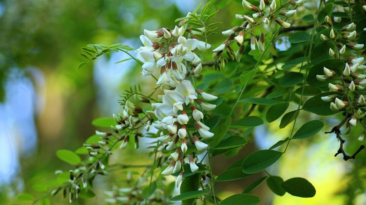 acacia-3382476_640_51720500