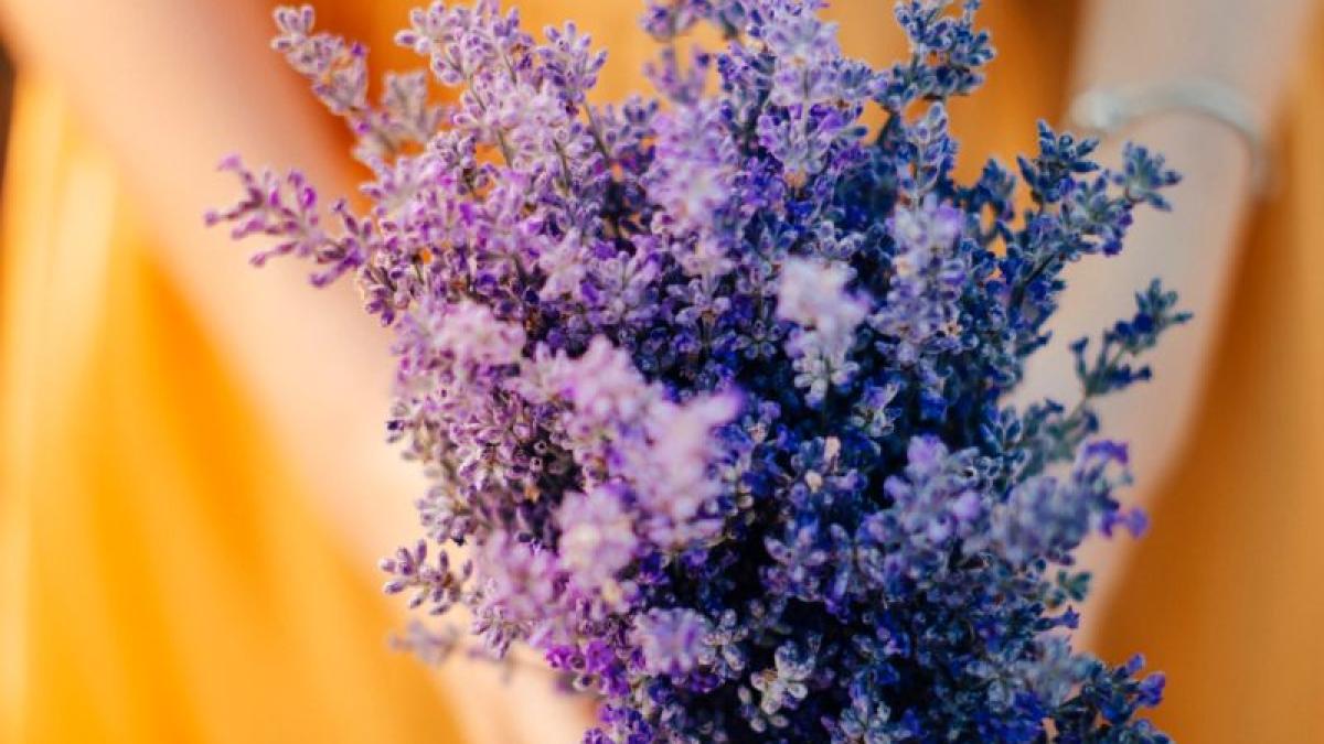 lavanda-teo-sticea-unsplash_82891900