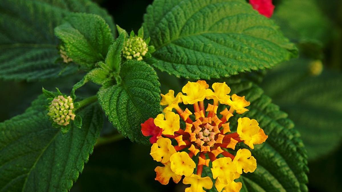 lantana-camara_30393700