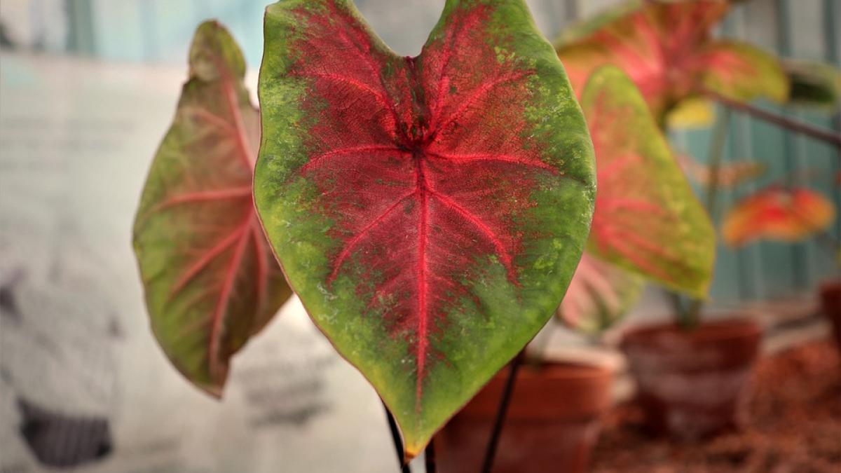 plante--toxice-casa_06706200
