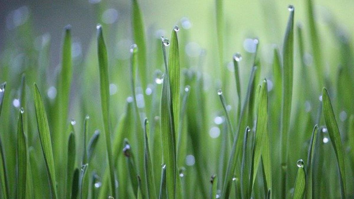 wheat-grass-6350274_640_00744600