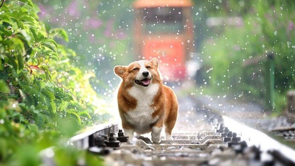 dog-4415649_640_51903300