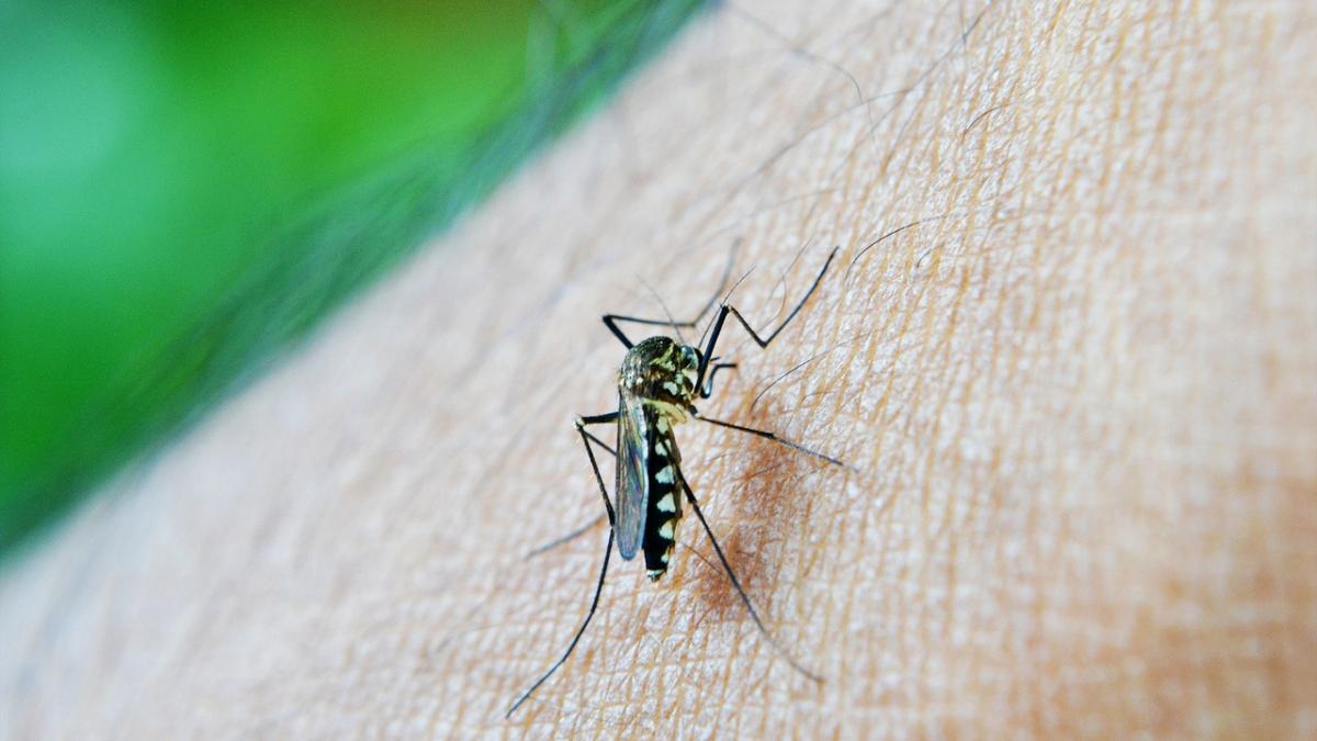 mosquito_213805_1280_97541400